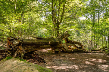 Alter umgefallener Baumstamm, Urwald Sababurg - Deutschland