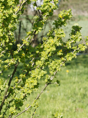 Poster - Caraganier ou pois de Sibérie ou acacia jaune (Caragana arborescens)