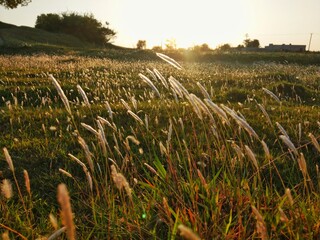 field, agriculture, landscape, grass, sky, nature, green, farm, summer, crop, plant, rural, grain, blue, meadow, farming, countryside, spring, land, food, harvest, leisure, evening, 