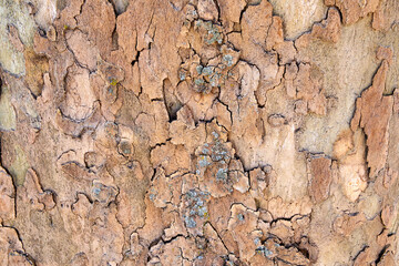 bark of tree texture