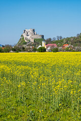 Sticker - Beckov castle with oilseed rape yellow field, Slovakia