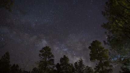 Wall Mural - Time lapse of the Milky Way rising over towering pine trees