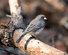 Junco Photo Stock. Female Bird Perched On A Tree Branch With A Blur Background In Its Environment And Habitat In The Forest. Image. Picture. Portrait.