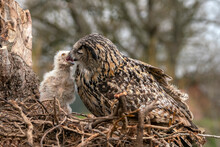 Mother And A Beautiful, Juvenile European Eagle Owl (Bubo Bubo) In The Nest In The Netherlands. Mother Feeding Baby. Wild Bird Of Prey With Brown Feathers And Large Orange Eyes.