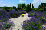 Fototapeta Lawenda - lawenda wąskolistna - lavender - Lavandula angustifolia, mediterranean garden, ogród prowansalski