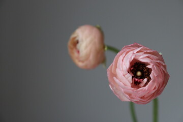 coral and pink flowers on grey background