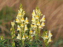 Yellow Flower Of Common Toadflax Or Butter-and-eggs. Linaria Vulgaris