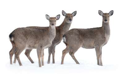 Poster - three real deer in the snow on a white background