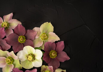 Wall Mural - Beautiful various color hellebore flowers on black background