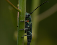 Closeup Shot Of A Green Musk Beetle Perched On A Reed