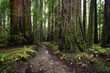 Scenic view of a redwood forest in Northern California, USA