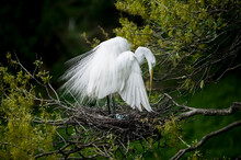Great Egret (Casmerodius Albus) In Breeding Plumage Standing In Stick Nest Looking Down At Pale Blue Eggs, Florida, USA.