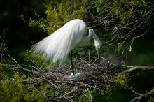 Great Egret (Casmerodius Albus) Scratching Face With Claw While Standing On One Foot Over Three Pale Blue Eggs In A Stick Nest, Florida, USA