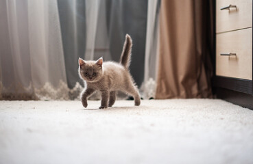 Little cat walking around the room