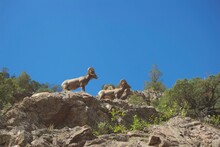 Rams On A Rock Outcropping