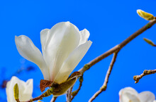 Closeup Of A Yulan Magnolia Flower With A Blue Sky