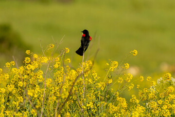 red winged black bird on mustard flowers