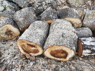 Poster - High angle shot of cut wooden logs in the forest