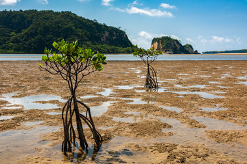 Young mangrove tree in low tide with its long roots showing and a very orange sand with interesting texture. Iriomote Island.