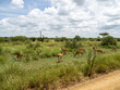 Serengeti National Park, Tanzania, Africa - February 29, 2020: Impalas eating grass on safari