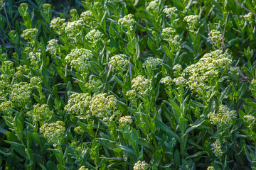 Wall Mural - closeup shot of eriogonum umbellatum, a green plant in the garden