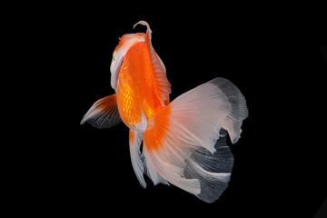 Wall Mural - Pet yellow white gold fish with long flowery wave tail swimming in aquarium water on black background