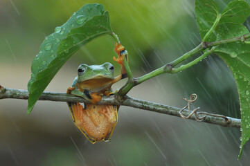 Wall Mural - frog on a leaf