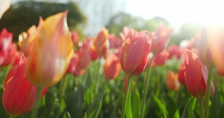 Poster - Bright red tulips blooming in the garden in spring day