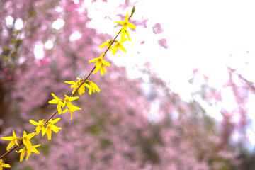 Wall Mural - Yellow branch flower full blooming on pink sakura background with white isolated in spring season,Japan.