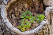 canvas print picture - Closeup of green rejuvenated plant