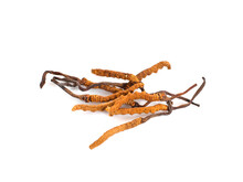 Ophiocordyceps Sinensis (CHONG CAO, DONG CHONG XIA CAO) Or Mushroom Cordyceps This Is A Herbs On White Background.