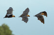 Flying bats on blue sky background (Lyle's flying fox)