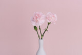 Fototapeta  - pink carnation isolated in pink background