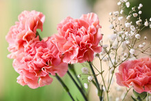 Bouquet Of Beautiful Carnation Flowers Outdoors