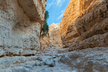 Wall Mural - canyon of the OG riverbed at dawn