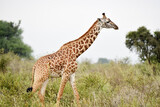 Fototapeta Zwierzęta - giraffe, animal, wildlife, safari, wild, nature, mammal, Kenya,