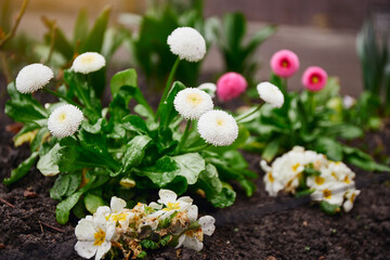 First spring flowers after rain. Flowerbed in city