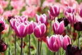 Fototapeta Tulipany - 日本の観光地の美しいチューリップガーデンのクローズアップ