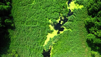 Wall Mural - Green algae river in spring. Aerial view of wildlife, Poland