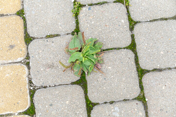 the grass grows through the stone tiles. the beginning of a new life