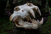 Male Lion Skull