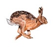 Hare, rabbit from a splash of watercolor, colored drawing, realistic. Vector illustration of paints