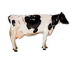 Black and white cow from a splash of watercolor, colored drawing, realistic. Vector illustration of paints