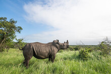 White Rhino Capture And Dehorning