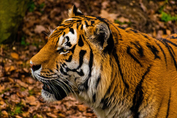 Wall Mural - Closeup of a cute Bengal tiger in a park