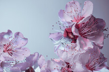 Plum Blossoms With A Purple Tinge, Macro. Studio