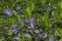 Tiny Violet Vinca Flowers Covering The Meadow Ground. Periwinkle Herbaceous Plant Blooming In Spring. Dogbane Lush Blossom And Foliage. Ground Cover Of Small Wildflowers And Leaves.