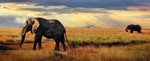 African Huge Elephants In The Serengeti National Park. Tanzania. African Safari. Banner Format.