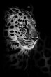 Black and white  leopard half-turned from the darkness head and body dark background, night