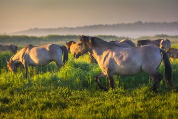 a herd of horses in the morning in a wild meadow